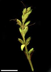 Veronica cryptomorpha. Young infructescence showing opposite-decussate arrangement of bracts. Scale = 10 mm.
 Image: W.M. Malcolm © Te Papa CC-BY-NC 3.0 NZ